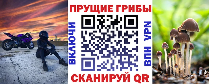 Галлюциногенные грибы Cubensis  где купить   Сургут 